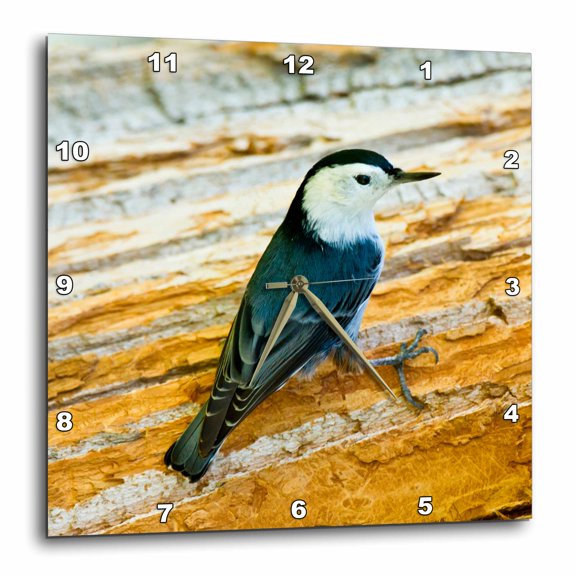 3drose, White-breasted Nuthatch, Perched on Bark of Willow Tree., 10x10 Wall Clock