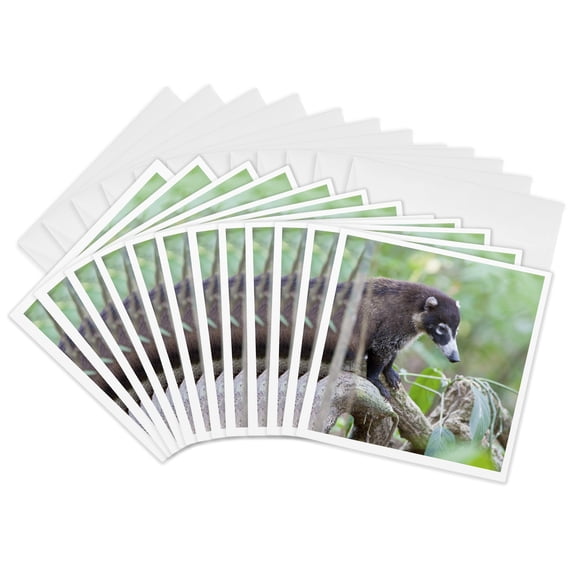 3drose, White-nosed Coati Wildlife, Corcovado, Costa Rica - Sa22 Jgs0053 - Jim Goldstein, 12 Greeting Cards with Envelopes