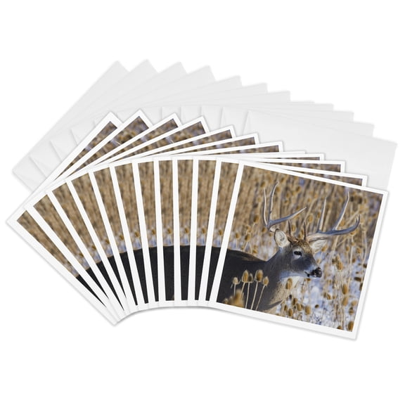 3drose, White-tailed Deer Buck Close up in the Thistles., 12 Greeting Cards with Envelopes