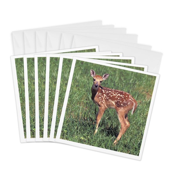 3drose, White-tailed Deer Fawn - Na02 Aje0321 - Adam Jones, 6 Greeting Cards with Envelopes