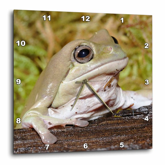 3drose, Whites Dumpy Frog, Litoria Caerulea - Na02 Aje0362 - Adam Jones, 15x15 Wall Clock