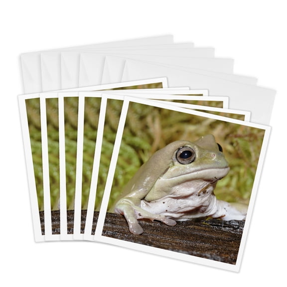 3drose, Whites Dumpy Frog, Litoria Caerulea - Na02 Aje0362 - Adam Jones, 6 Greeting Cards with Envelopes