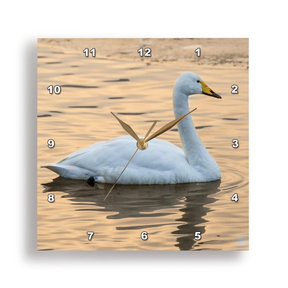 3drose, Whooper Swans on Frozen Lake Kussharo, Hokkaido., 15x15 Wall Clock