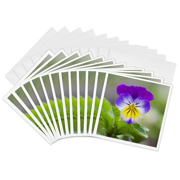 3drose, Wild Pansy. Germany, 12 Greeting Cards with Envelopes