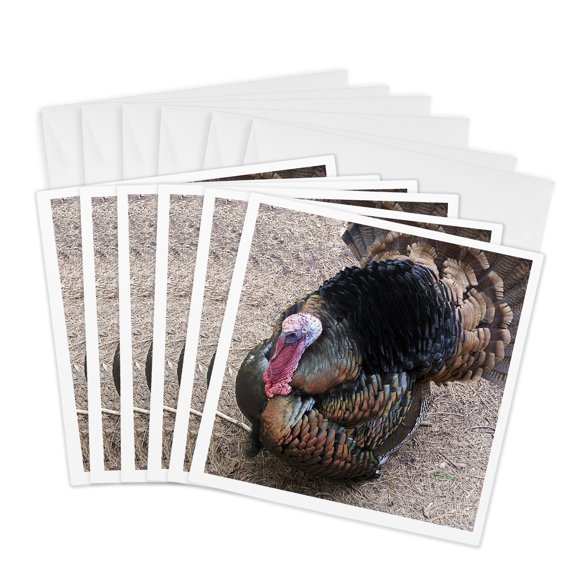 3drose, Wild Turkey, 6 Greeting Cards with Envelopes