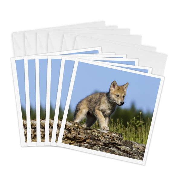 3drose, Wolf Pup., 6 Greeting Cards with Envelopes