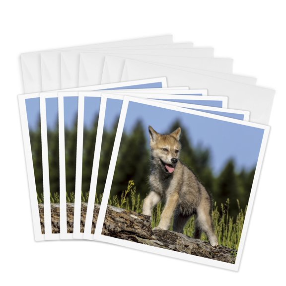 3drose, Wolf Pup, Canis Lupus, Captive, 6 Greeting Cards with Envelopes