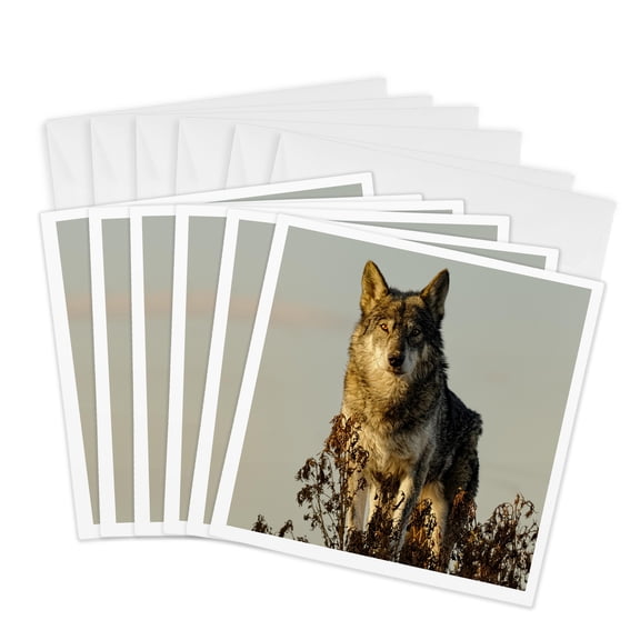 3drose, Wolf, the Wild Animal Sanctuary, Colorado., 6 Greeting Cards with Envelopes