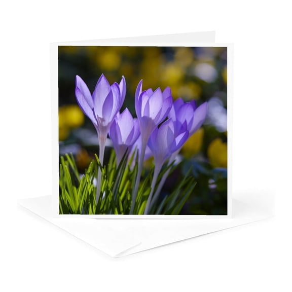 3drose, Woodland Crocus, Germany., 1 Greeting Card with Envelope