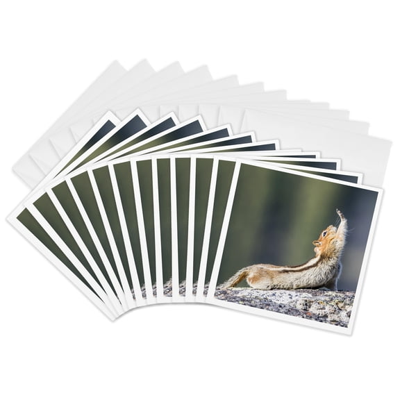 3drose, Wy. Golden-mantled Ground Squirrel Stretching., 12 Greeting Cards with Envelopes