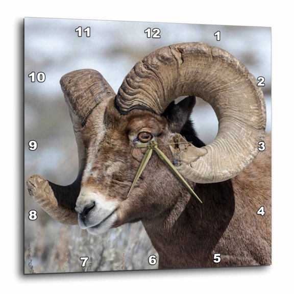 3drose, Wy, Yellowstone Np. Bighorn Sheep Rubbed Off the Ends of Its Horns, 15x15 Wall Clock