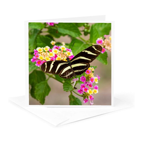 3drose, Zebra Heliconian Feeding, 1 Greeting Card with Envelope