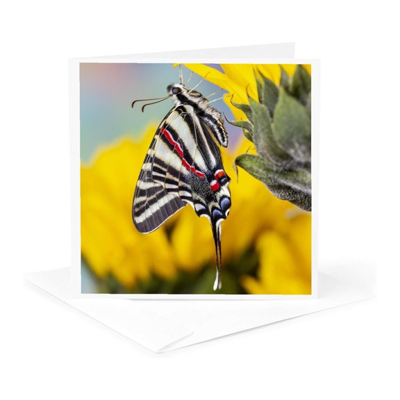 3drose, Zebra Swallowtail Butterfly, Native to Eastern Us, on Sunflowers, 1 Greeting Card with Envelope
