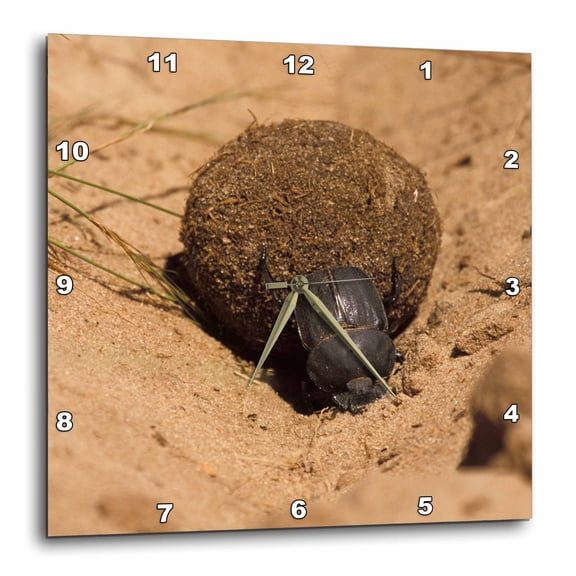 3drose, Zimbabwe. Dung Beetle Insect Rolling Dung Ball-af52 Mwt0007 - Michele Westmorland, 13x13 Wall Clock
