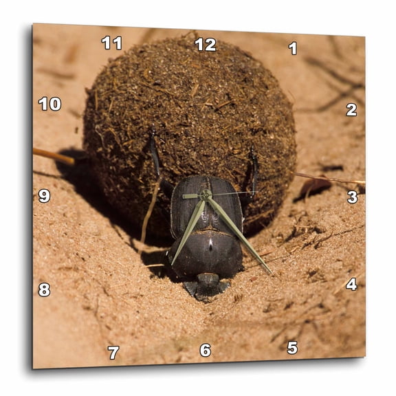 3drose, Zimbabwe. Dung Beetle Insect Rolling Dung Ball-af52 Mwt0008 - Michele Westmorland, 10x10 Wall Clock
