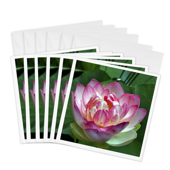 3drose, a Beautiful Lotus Flower, 6 Greeting Cards with Envelopes
