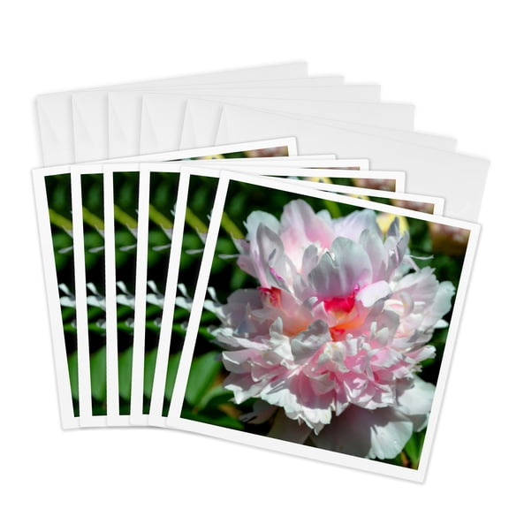 3drose, a Beautiful Open Light Pink Peony Flower, 6 Greeting Cards with Envelopes