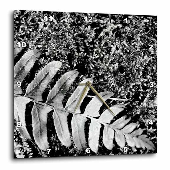 3drose, a Black and White Macro Photograph of a Fern Leaf Laying on Moss., 10x10 Wall Clock