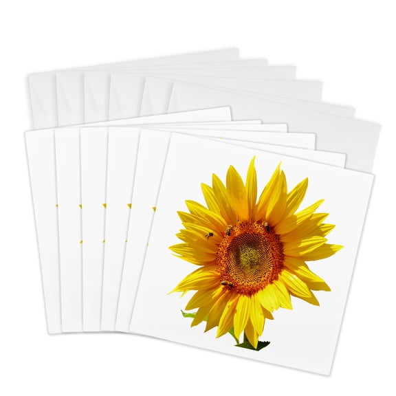3drose, a Blossomed Sunflower with Bees Closeup Photography, 6 Greeting Cards with Envelopes
