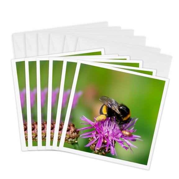 3drose, a Bumblebee on a Purple Thistle Flower. Smooth Green Background, 6 Greeting Cards with Envelopes