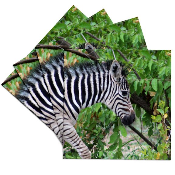3drose, a Close up Photo of a Cute Zebra Wildlife, Set of 4 Ceramic Tile Coasters