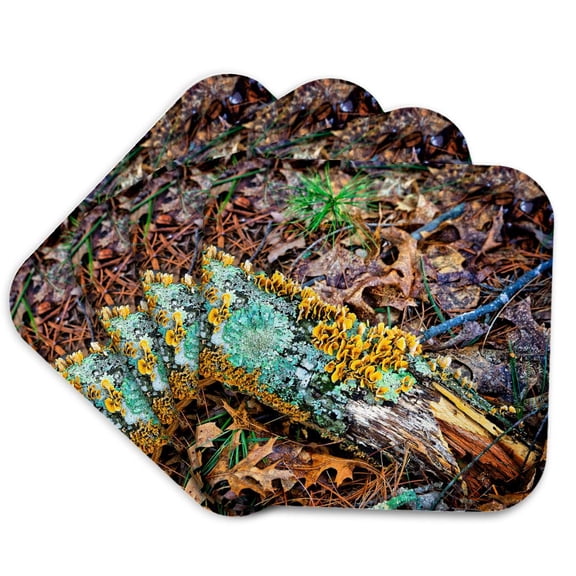 3drose, a Fallen Log with Lichen and Fungus on It, Set of 4 Coasters - Soft