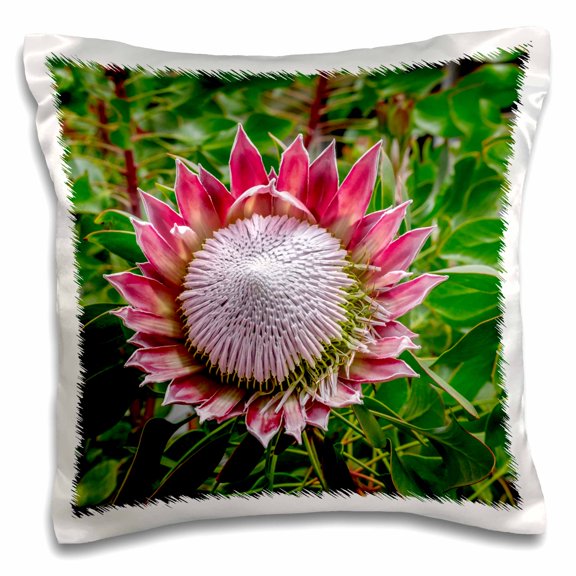 3drose, a King Protea Flower., 16x16 inch Pillow Case