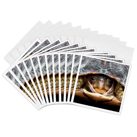 3drose, a Macro Photograph of a Box Turtle Coming Out of His Shell., 12 Greeting Cards with Envelopes