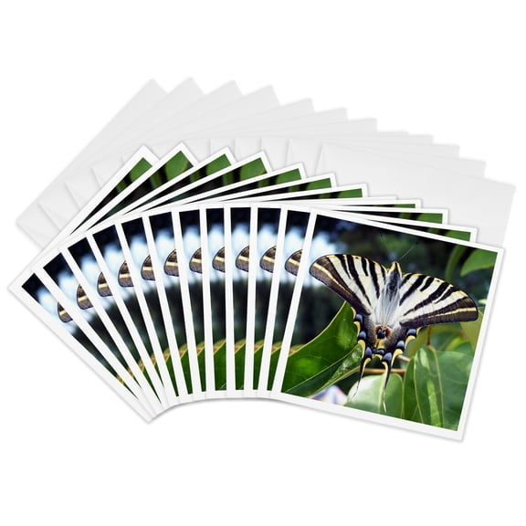 3drose, a Nature Photograph of a Scarce Swallowtail Butterfly with Wings Open, 12 Greeting Cards with Envelopes