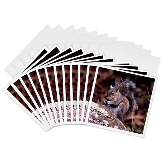 3drose, a Squirrel Enjoying His Meal a Squirrel Eating a Nut Ontop of a Rock, 12 Greeting Cards with Envelopes