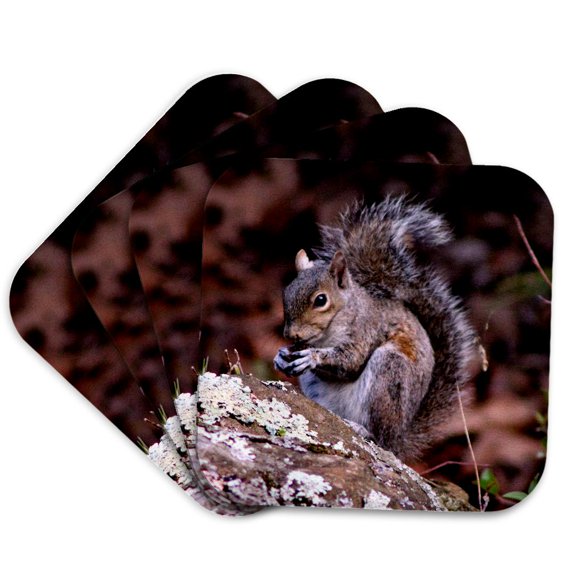 3drose, a Squirrel Enjoying His Meal a Squirrel Eating a Nut Ontop of a Rock, Set of 4 Coasters - Soft