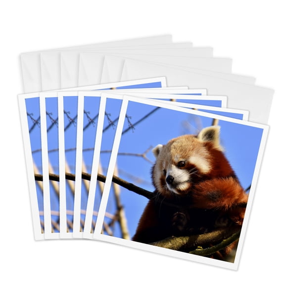 3drose, an Cute and Fluffy Red Panda Sitting in a Tree, 6 Greeting Cards with Envelopes