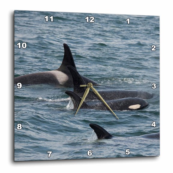 3drose, an Orca Family Swimming Along Icy Strait, Alaska., 13x13 Wall Clock