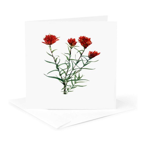 3drose, the Desert Paintbrush Botanical Vector, 1 Greeting Card with Envelope