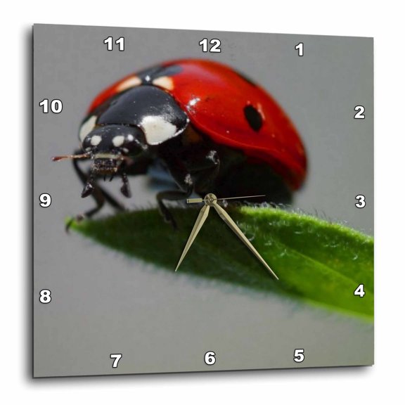 3drose, the Ladybug - Ladybug, Macro, Beetle, Bug, Insect, Lady Cow, Lady Fly, 15x15 Wall Clock