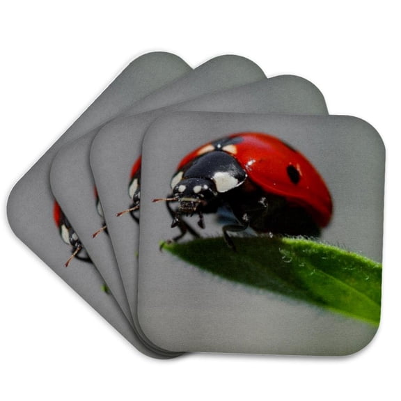 3drose, the Ladybug - Ladybug, Macro, Beetle, Bug, Insect, Lady Cow, Lady Fly, Set of 4 Coasters - Cork