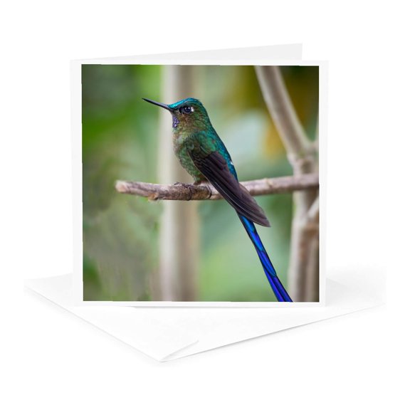 3drose, the Long Tailed Sylph a Showy Cloud Forest Hummingbird., 1 Greeting Card with Envelope