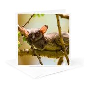 3drose, the Senegal Bushbaby, Galago Senegalensis, Lake Naivasha, Kenya., 1 Greeting Card with Envelope