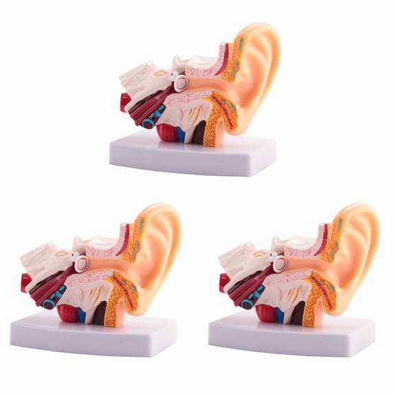 3pcs 1.5 Times Human Ear Anatomy Model Showing Organs Structure of the Central and External Ears Teaching Supplies,3 x Ear model,color
