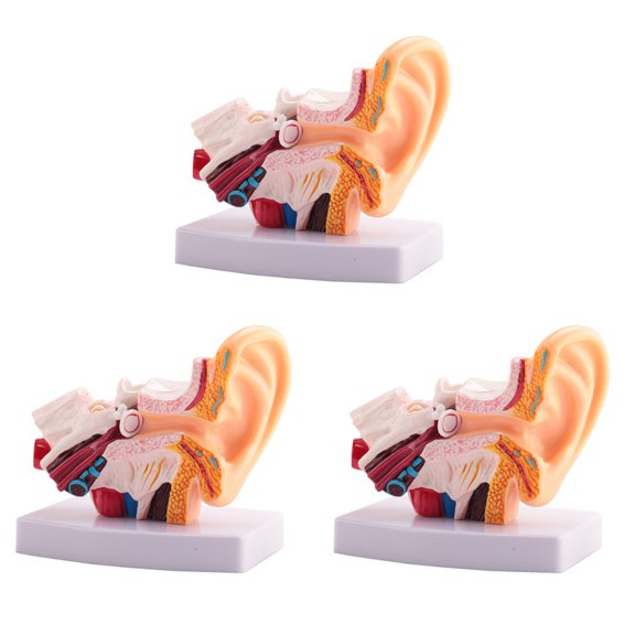3pcs 1.5 Times Human Ear Anatomy Model Showing Organs Structure of the Central and External Ears Teaching Supplies