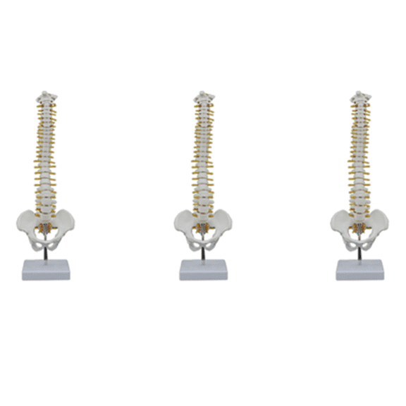3pcs 45CM Human Spine with Pelvic Model Human Anatomical Anatomy Spine Model Spinal Column Model+Stand Fexible
