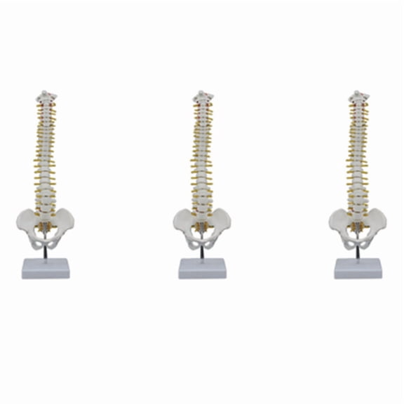 3pcs 45CM Human Spine with Pelvic Model Human Anatomical Anatomy Spine Model Spinal Column Model+Stand Fexible