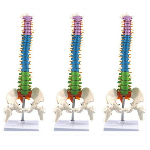 3pcs 45cm with Pelvic Human Anatomical Anatomy Spine Spinal Column Model Teaching Resources for Students