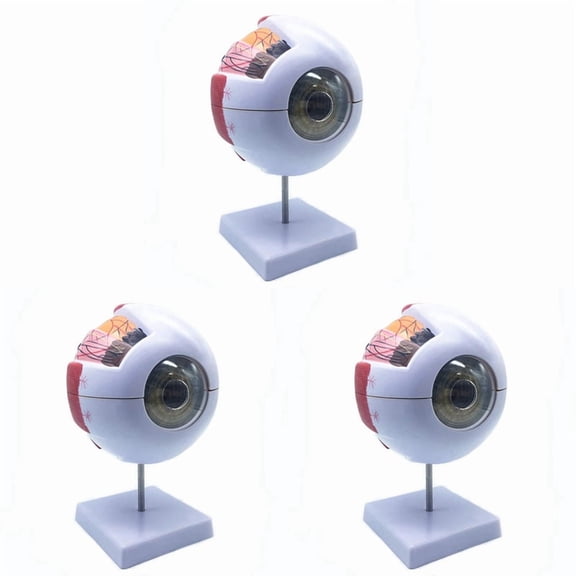3pcs 6X Enlarged Human Eye Anatomical Model,Anatomically Accurate Eye Model Human Eye Anatomy,3 x Eye Model