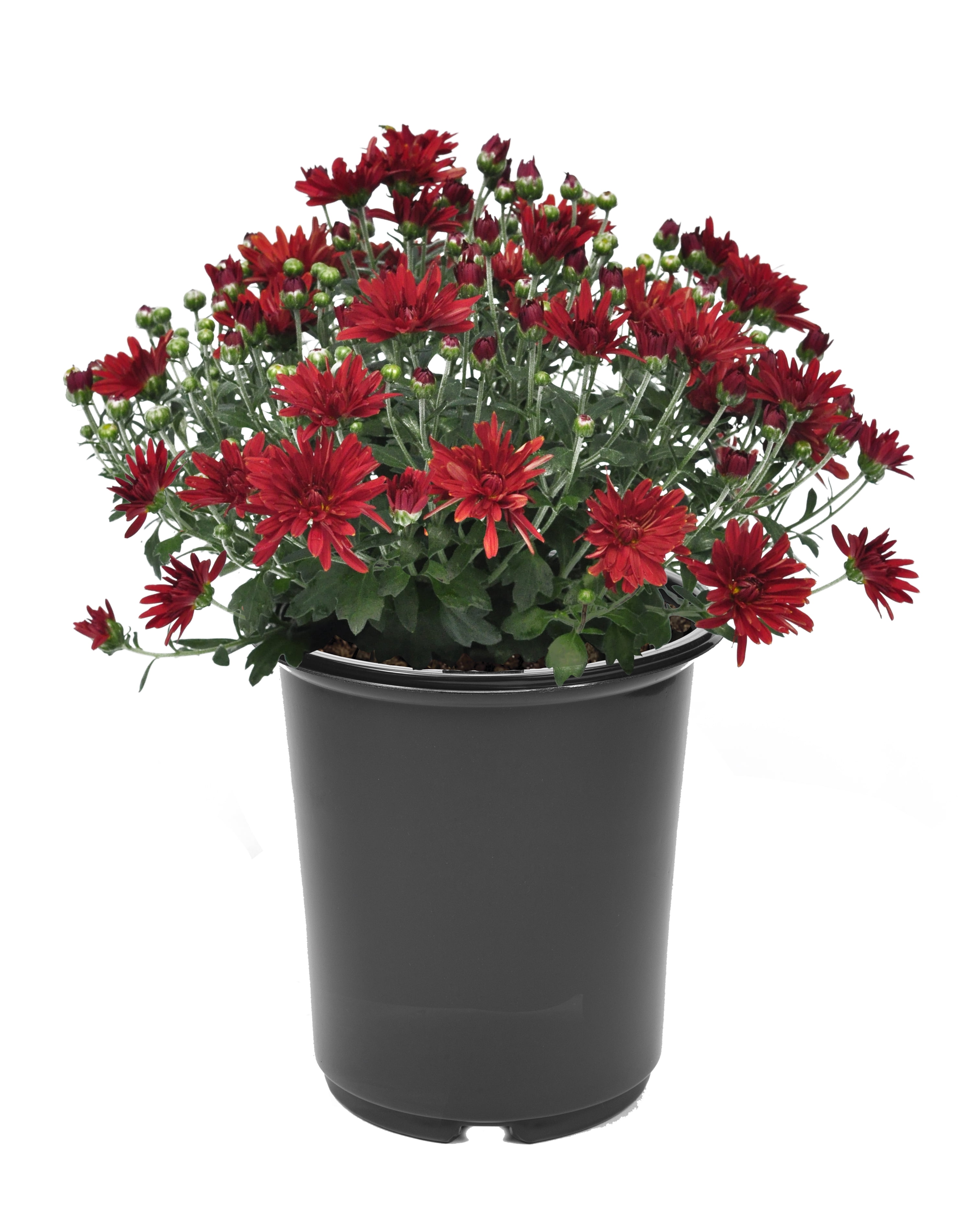 Expert Gardener 3QT Mum Red