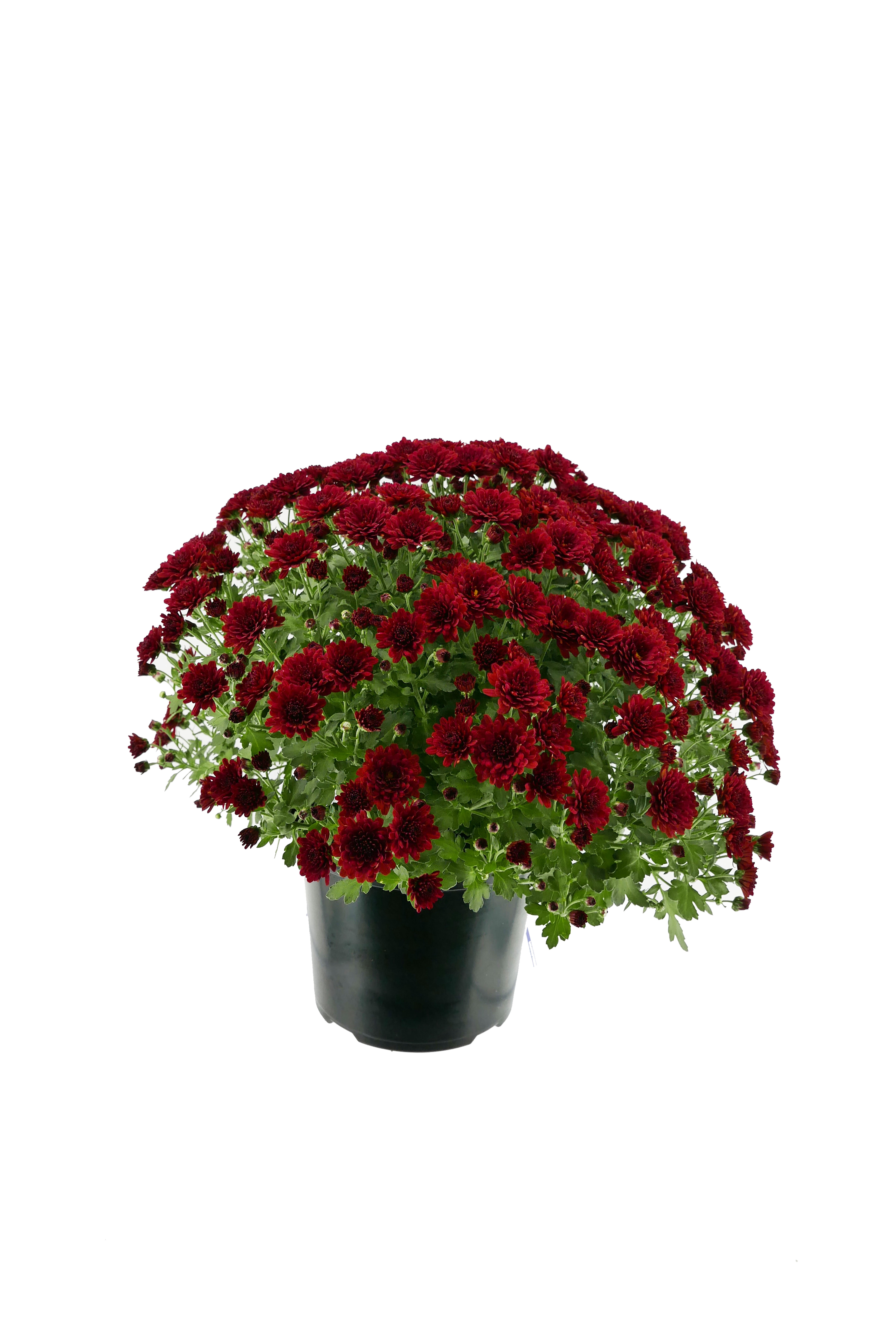 Expert Gardener 3QT Mum Red