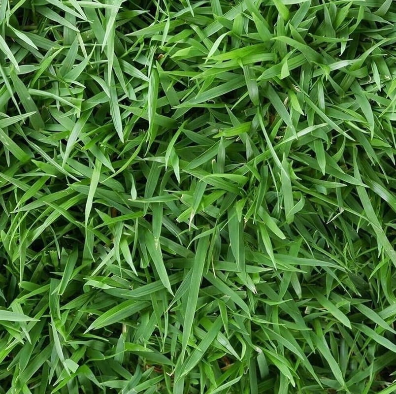 4,000 Emerald Zoysia Grass Seeds - Zoysia 'Emerald' - Lawn Grass