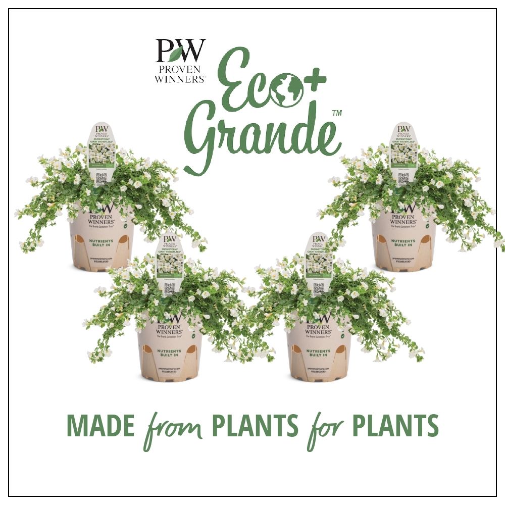 4.25 in. Eco+Grande, Snowstorm Giant Snowflake Bacopa (Sutera) Live Plant, White Flowers (4-Pack) - image 1 of 9