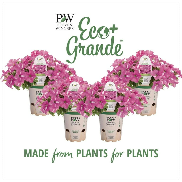 Supertunia® Giant Pink - Petunia hybrid