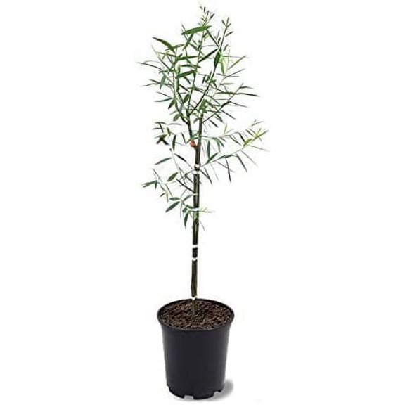 4-5 Foot Tall Hybrid Willow Trees - Ready to Plant - Live Plant - Popular Privacy Row Tree (20 Trees)